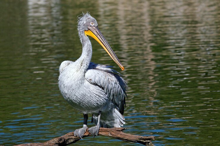 pelicans