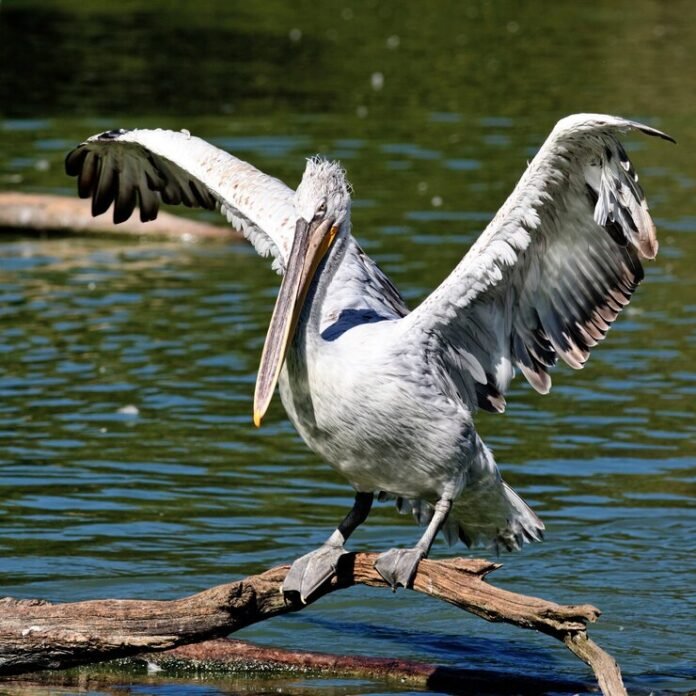 pelicans